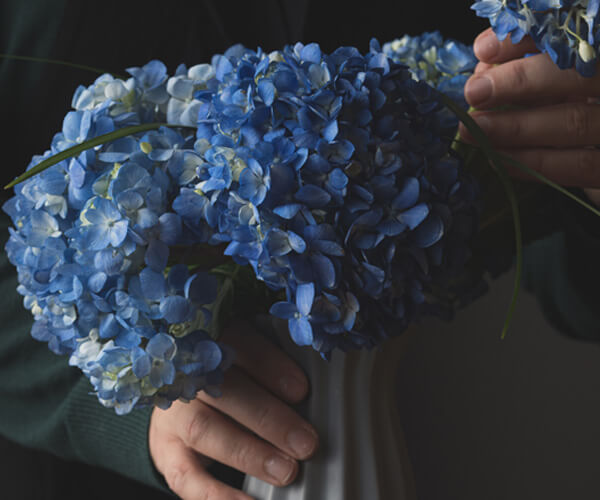 Hoa cẩm tú cầu sắc xanh sang trọng