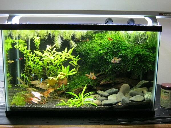 Hình 7. Mẫu hồ cá bằng kính, trồng rêu xanh tạo điểm nhấn