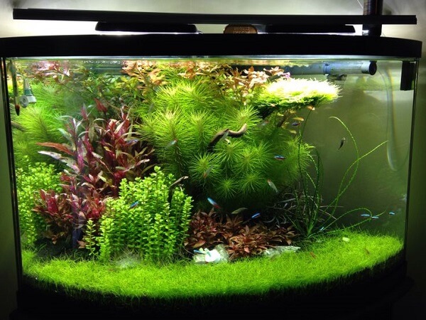 Hình 8. Mẫu hồ cá bằng kính được trồng rất nhiều loại thực vật thủy sinh