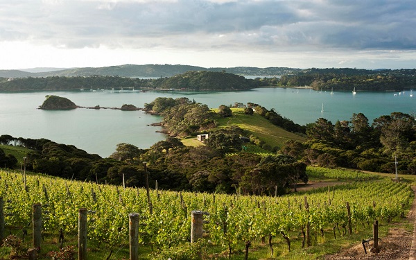 Hòn đảo tuyệt đẹp - Waiheke