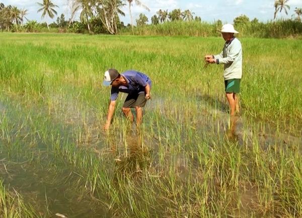 Nguyên nhân nước nhiễm phèn