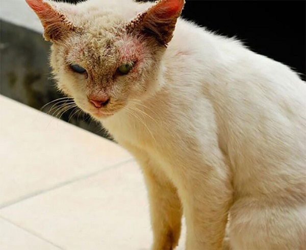 Mèo bị viêm da là căn bệnh khá phổ biến với mọi loại mèo