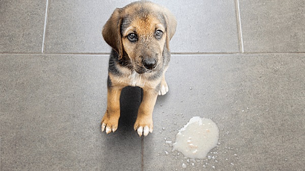 Chó bị nôn ra bọt trắng là triệu chứng phổ biến thường gặp nhất