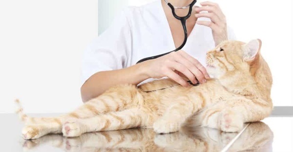 Điều trị theo sự chỉ dẫn của bác sĩ để đảm bảo cho mèo được an toàn