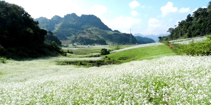 Mộc Châu trong mùa hoa cải trắng